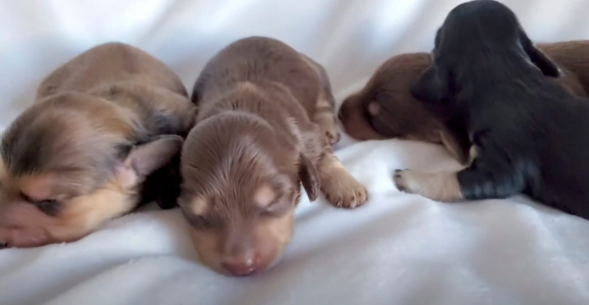 ダックスフンド,動画