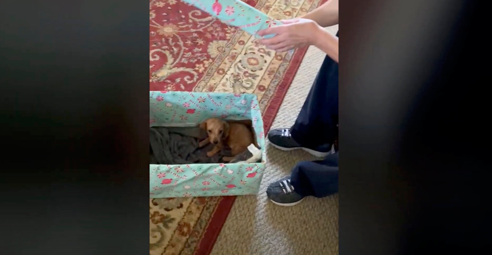 ダックスフンド,動画