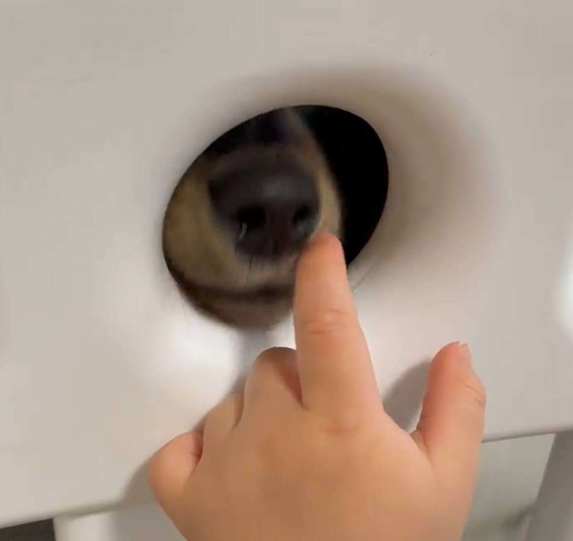 ダックスフンド,動画