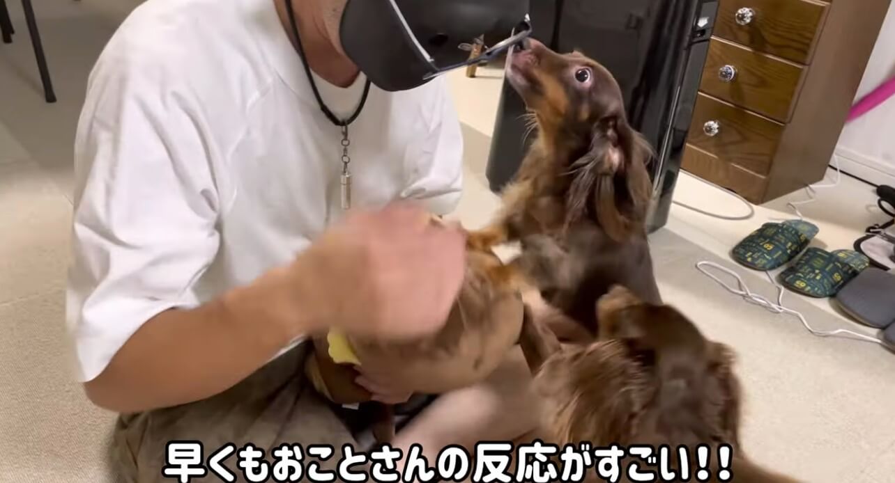 ダックスフンド,動画