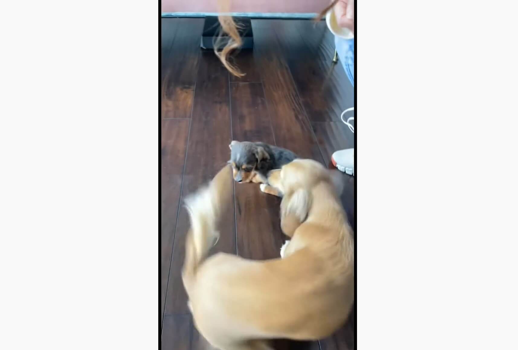 ダックスフンド,動画