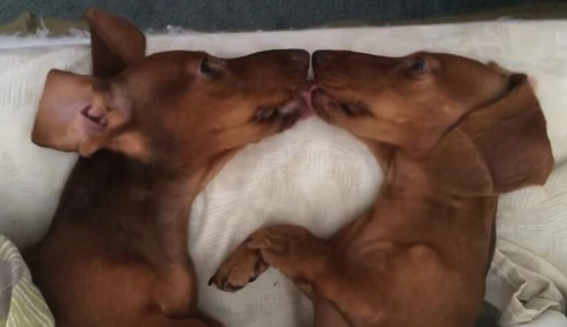 ダックスフンド,動画