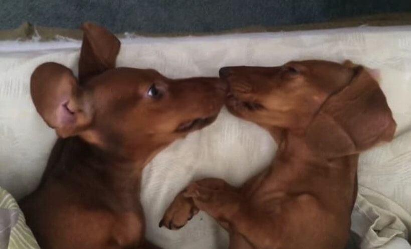 ダックスフンド,動画