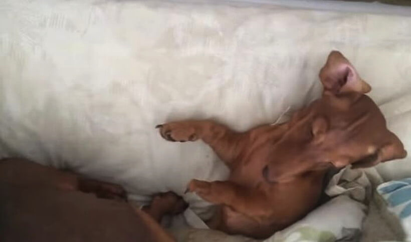 ダックスフンド,動画