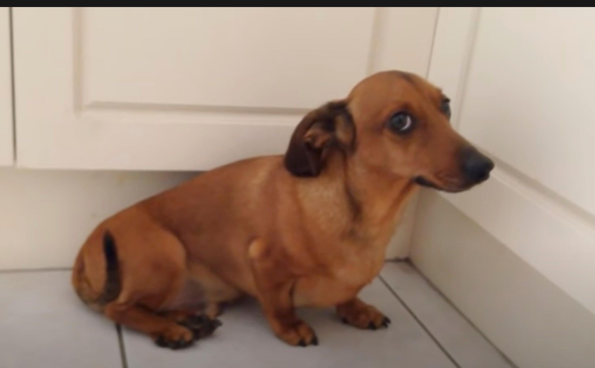 ダックスフンド,動画