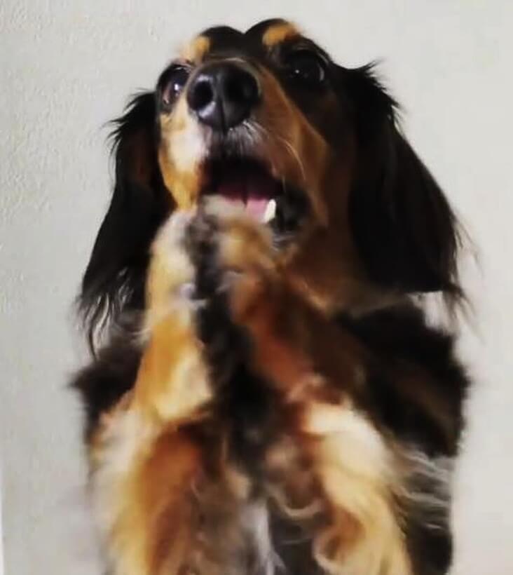 ダックスフンド,動画