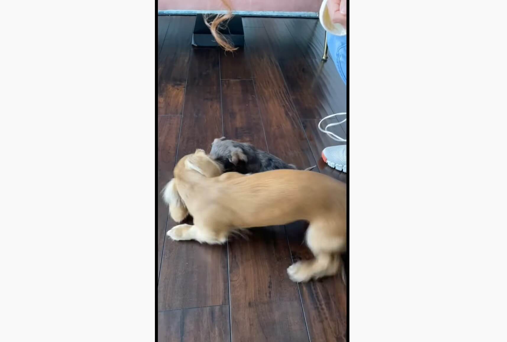 ダックスフンド,動画