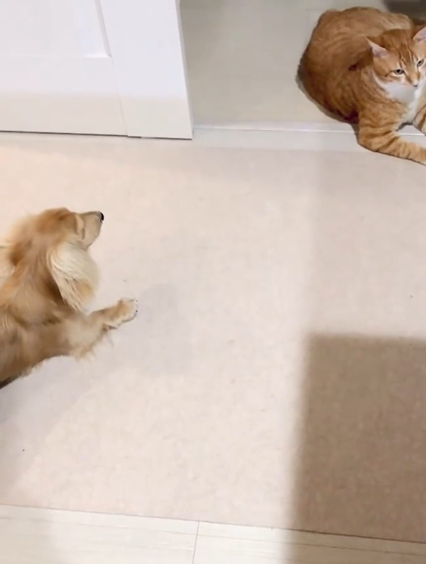 ダックスフンド,動画