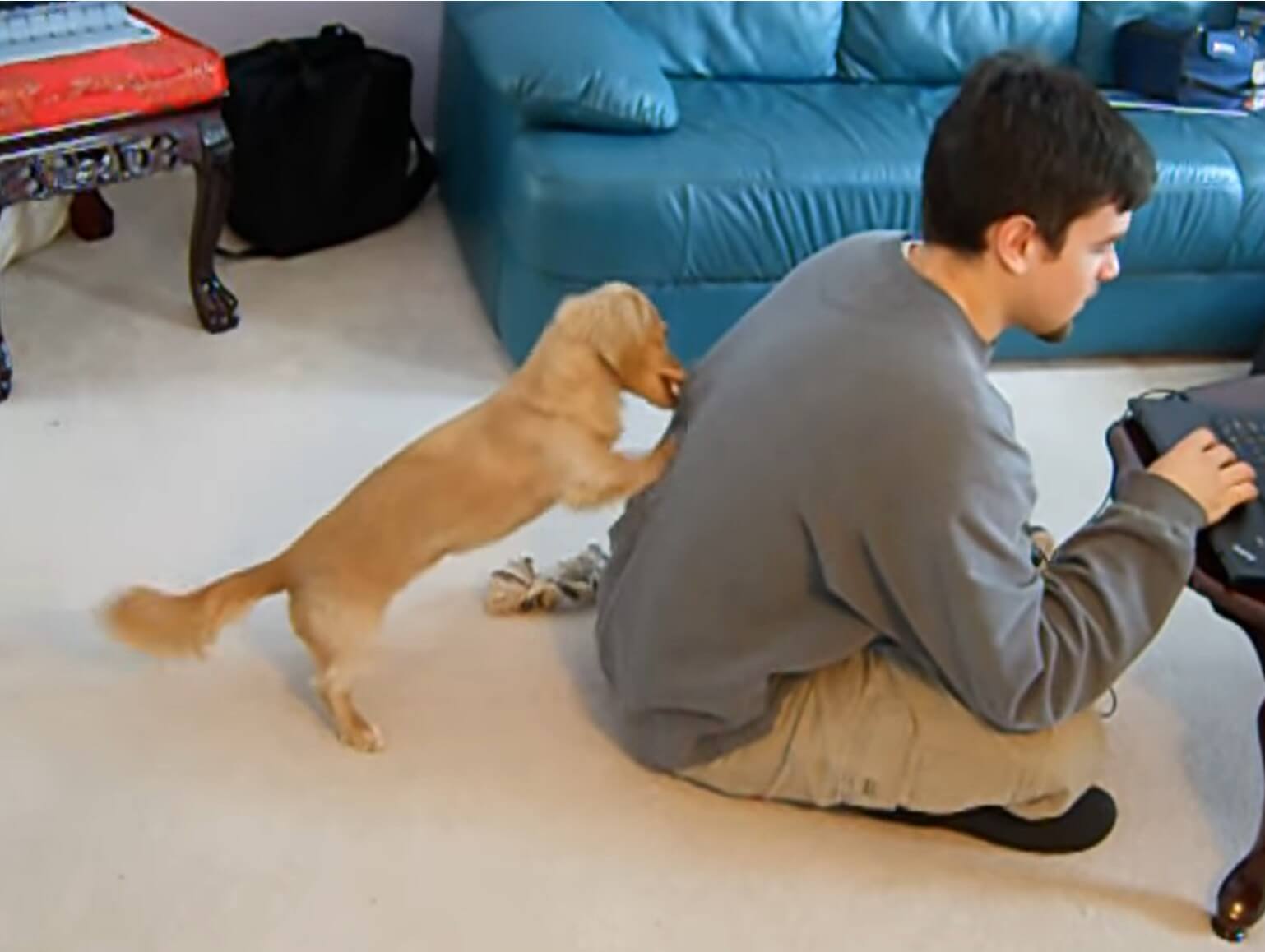 ダックスフンド,動画