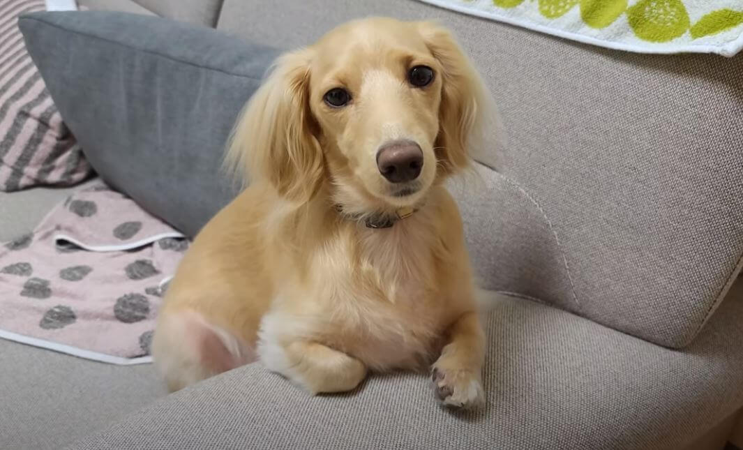 ダックスフンド,動画