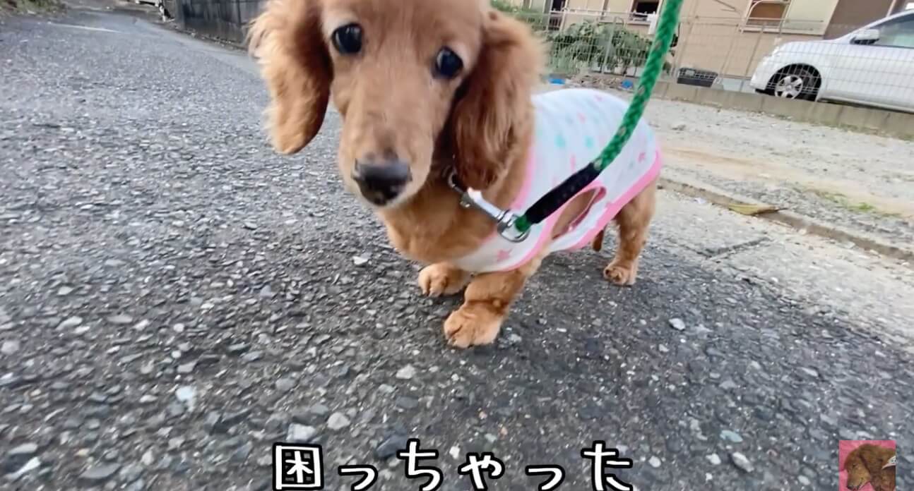 ダックスフンド,動画