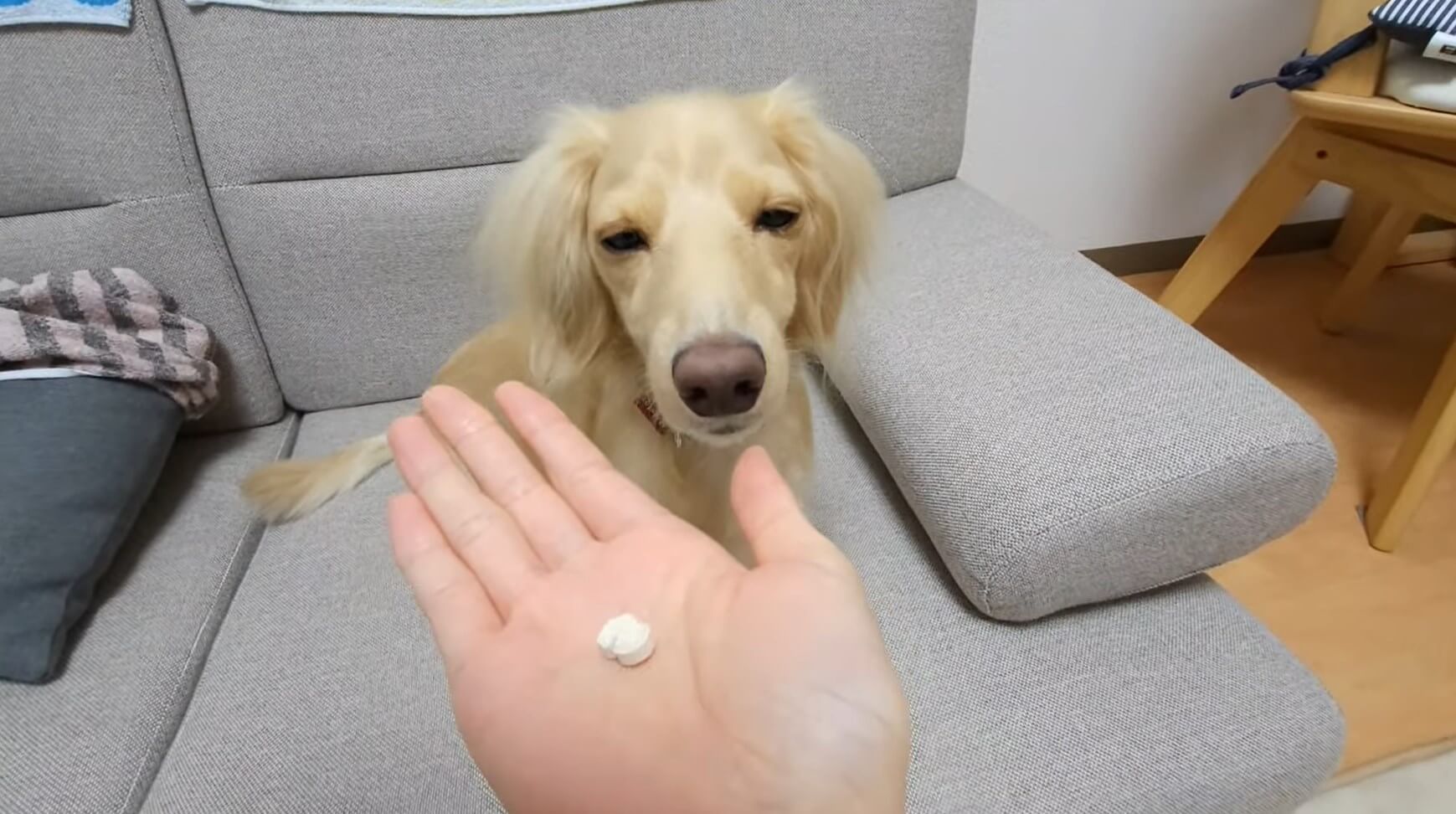 ダックスフンド,動画