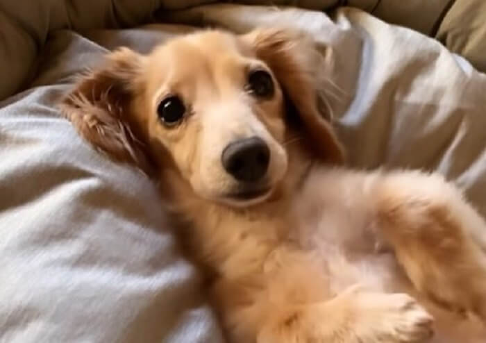 ダックスフンド,動画