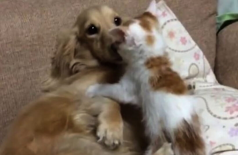 ダックスフンド,動画