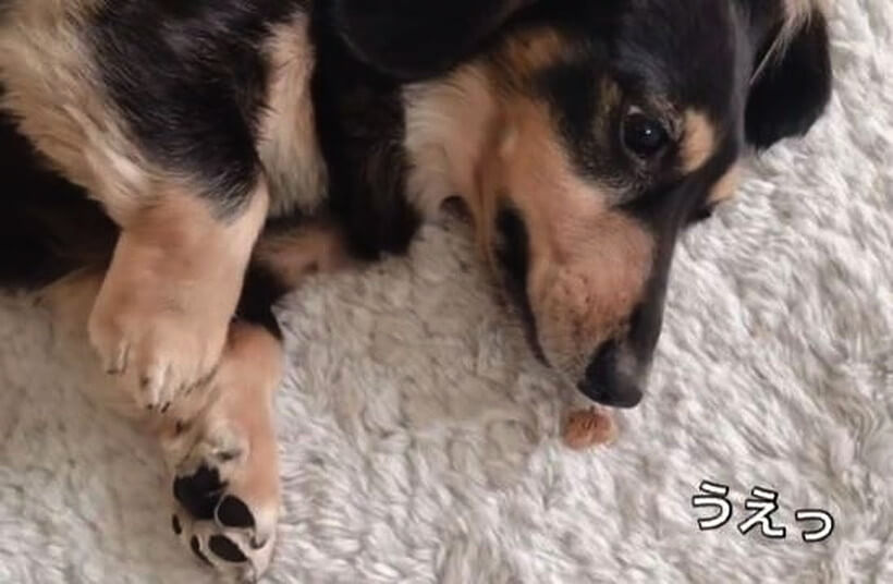 ダックスフンド,動画