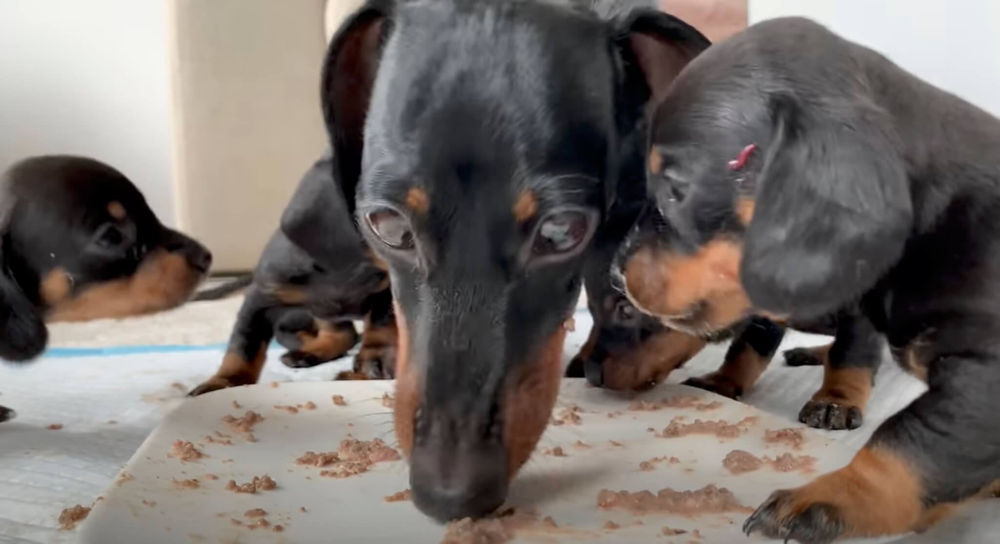 ダックスフンド,動画