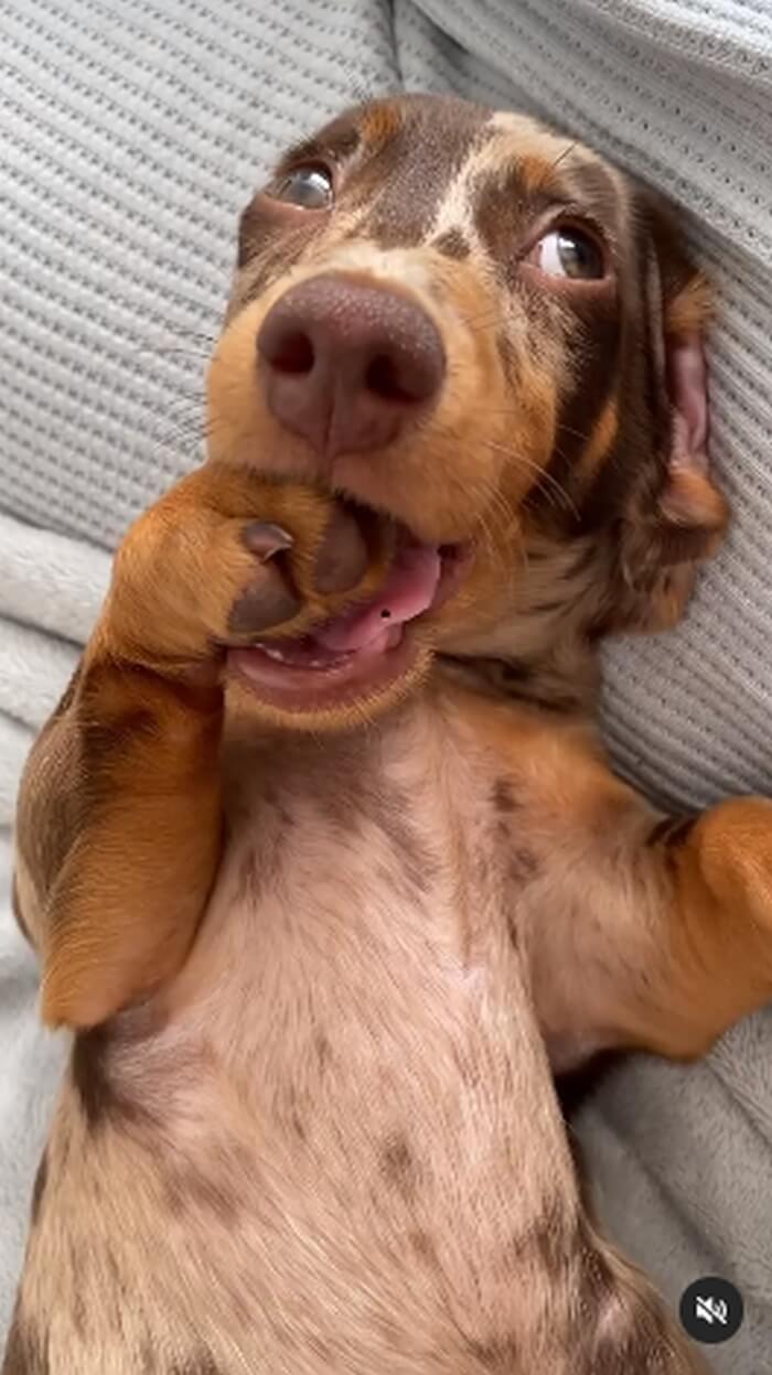 ダックスフンド,動画