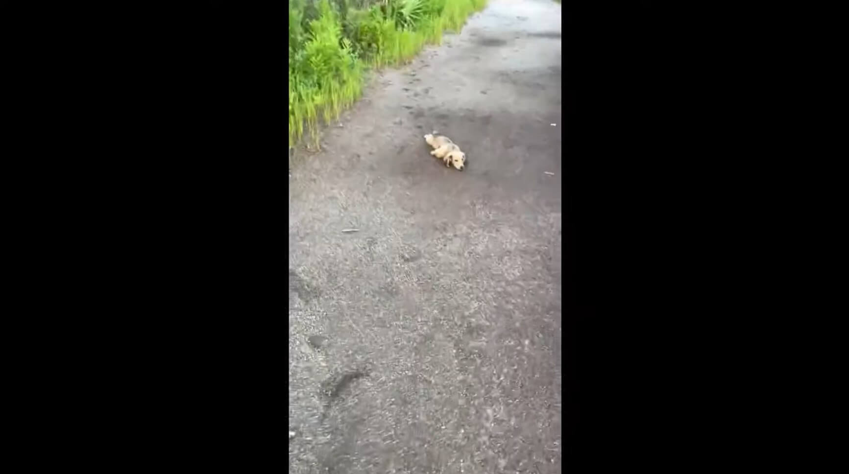 ダックスフンド,動画