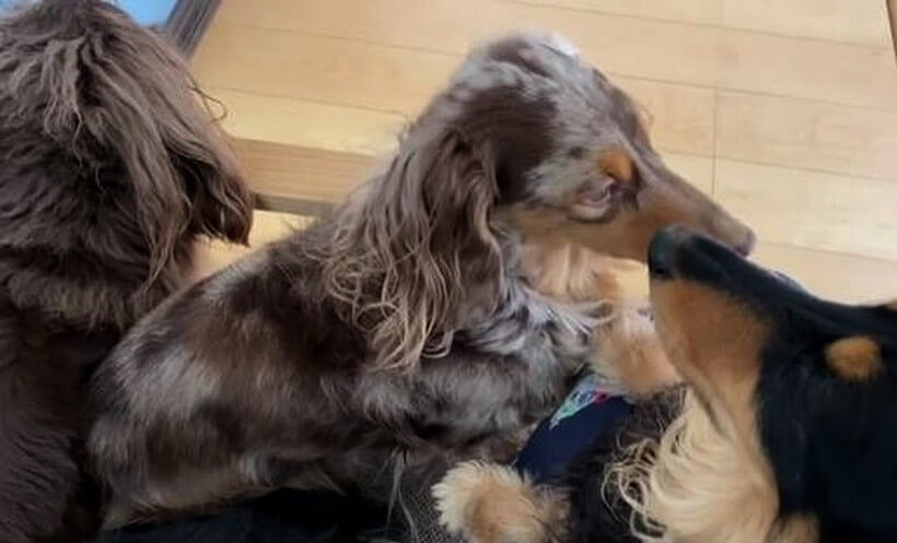 ダックスフンド,動画