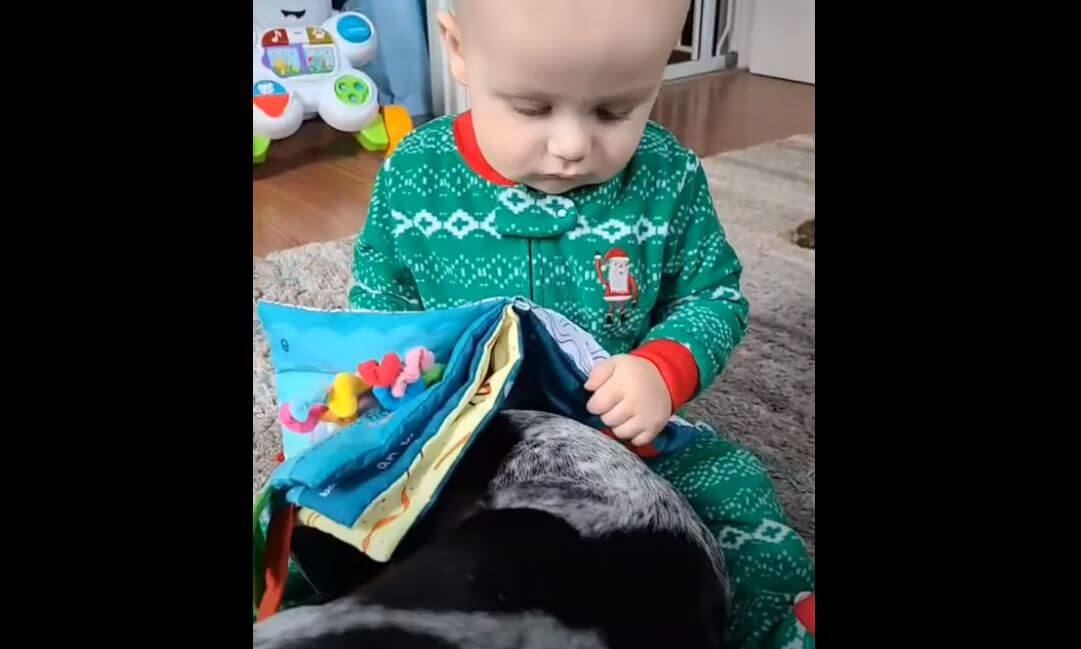 ダックスフンド,動画