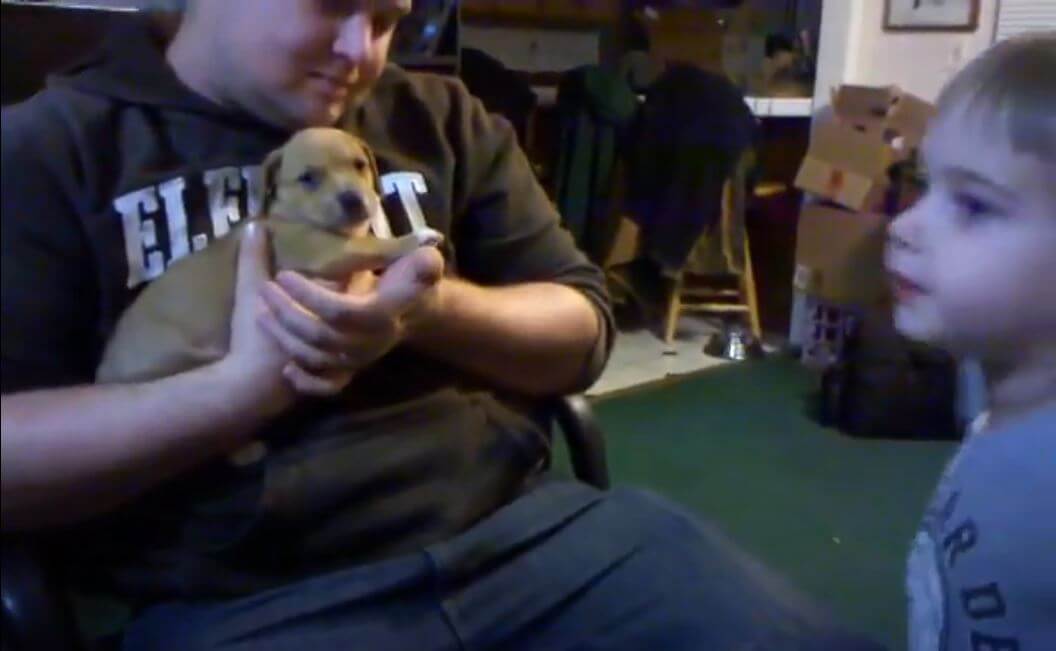 ダックスフンド,動画