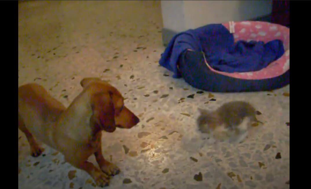 ダックスフンド,動画