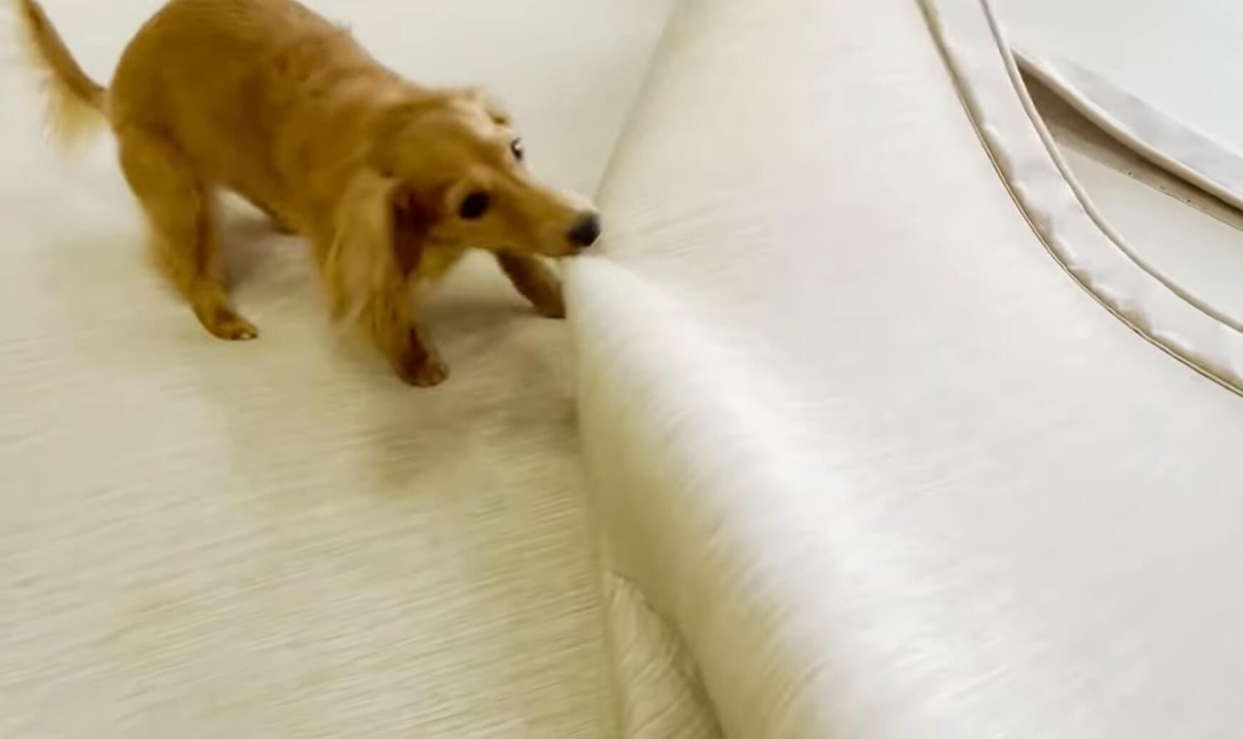 ダックスフンド,動画