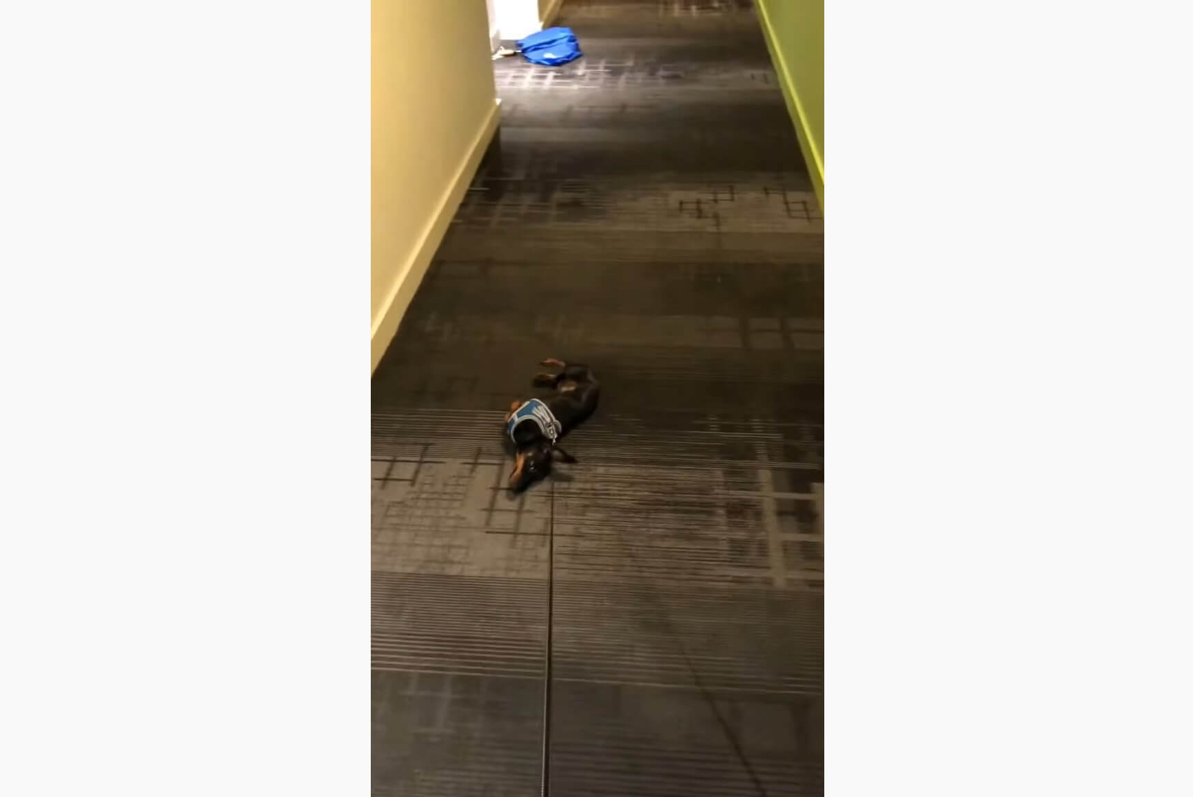 ダックスフンド,動画