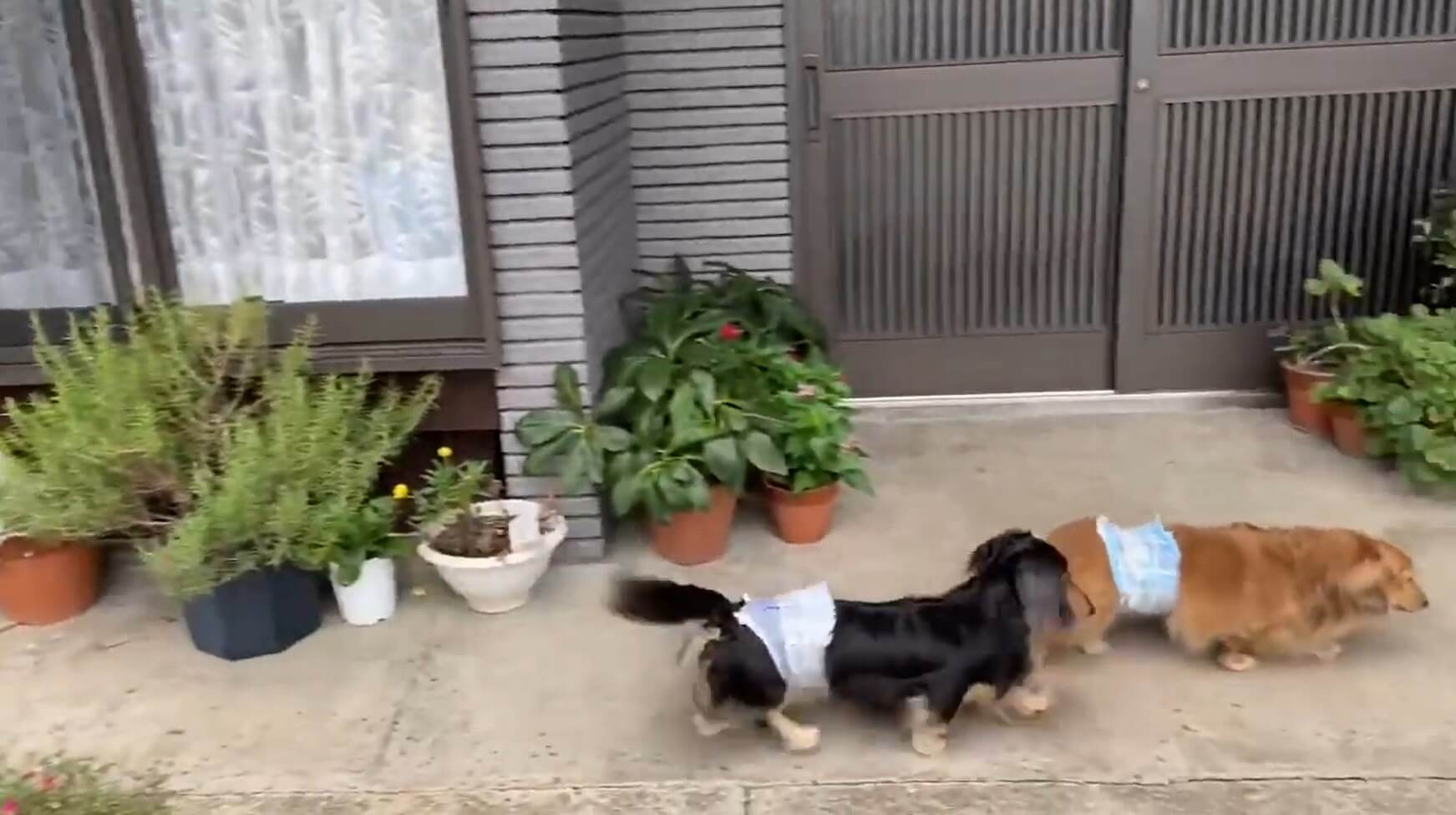 ダックスフンド,動画