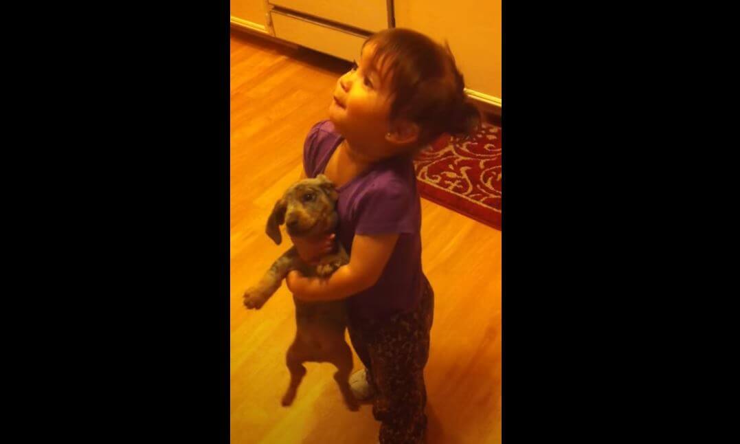 ダックスフンド,動画