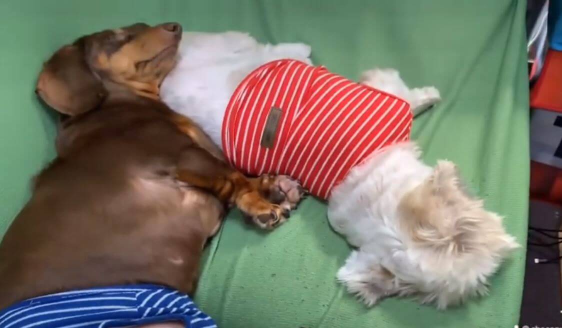 ダックスフンド,動画