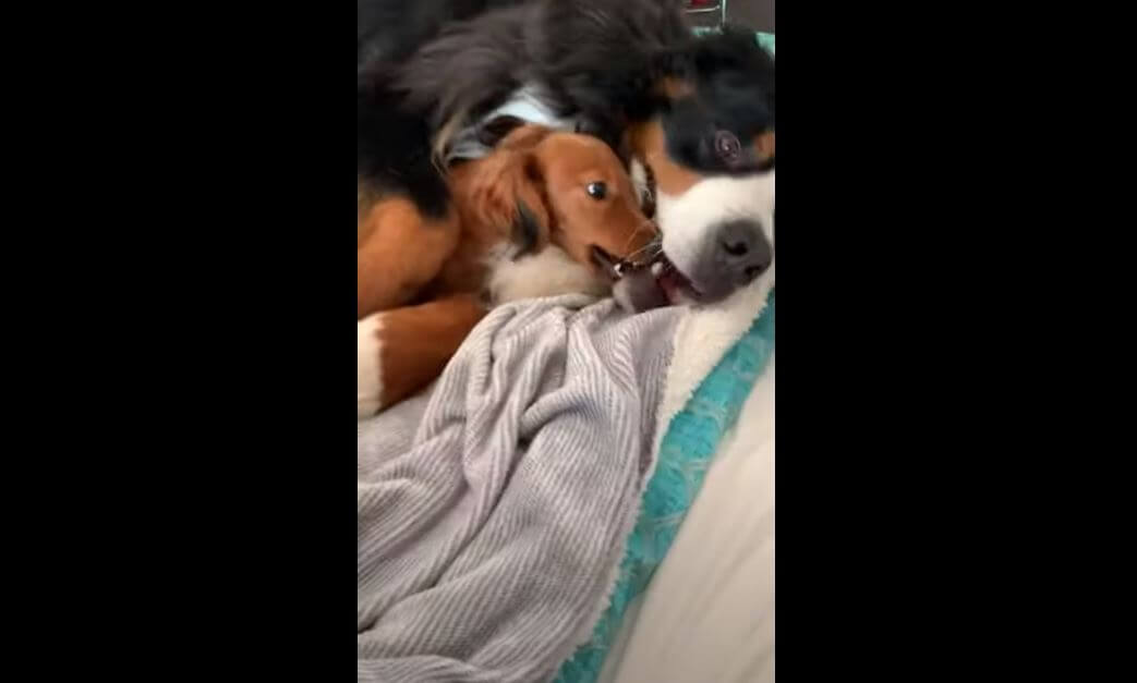 ダックスフンド,動画