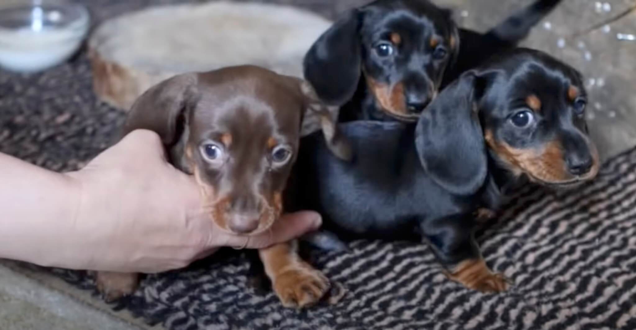 ダックスフンド,動画