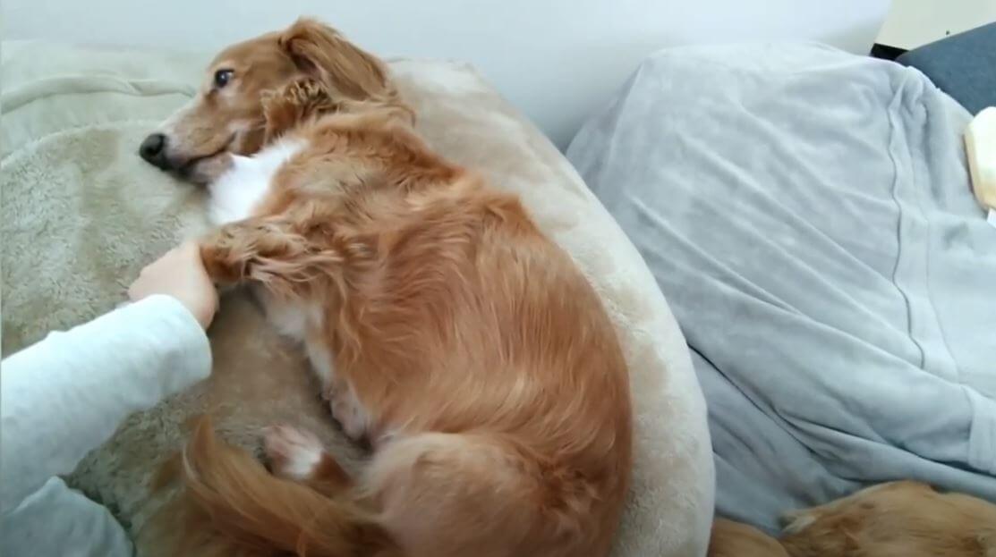 ダックスフンド,動画