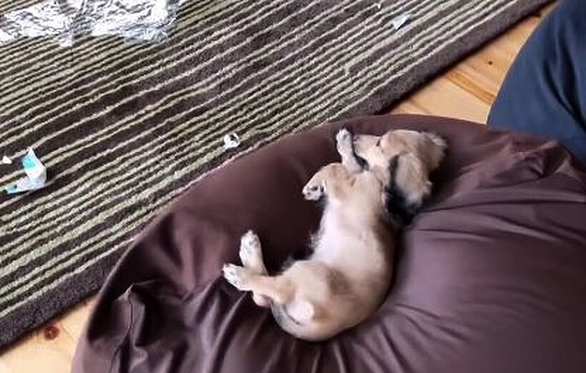 ダックスフンド,動画