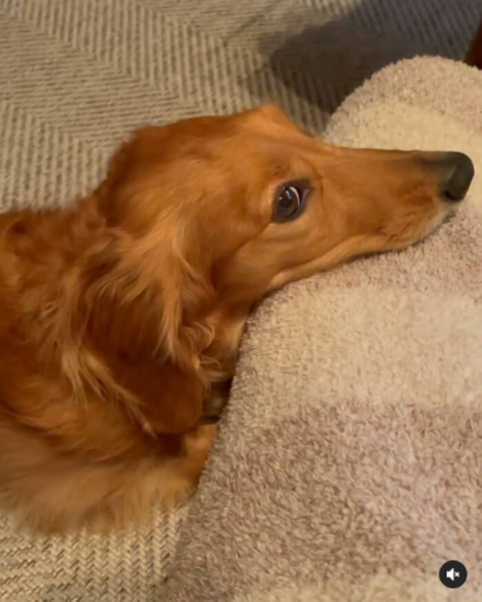 ダックスフンド,動画