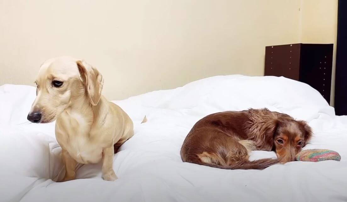 ダックスフンド,動画