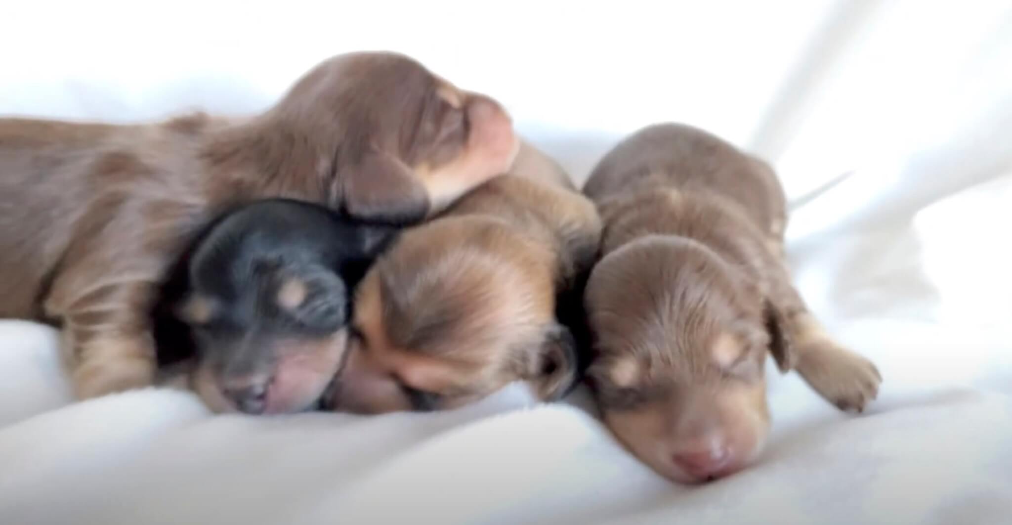 ダックスフンド,動画