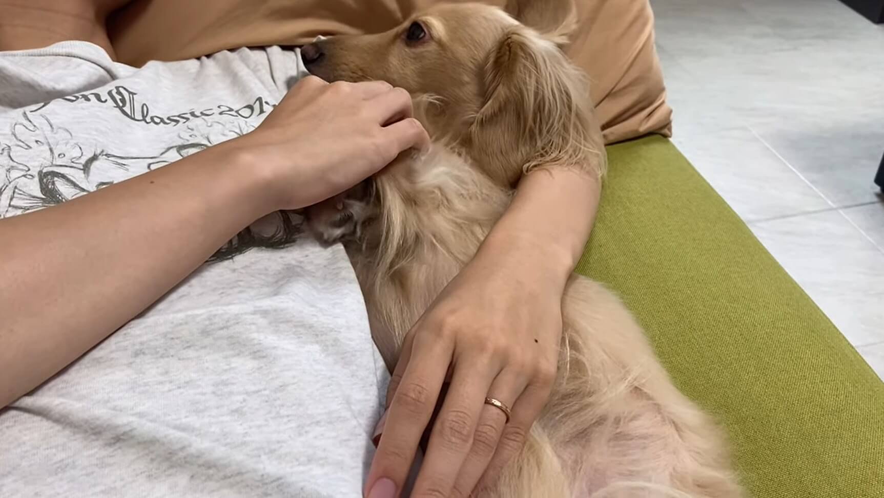 ダックスフンド,動画