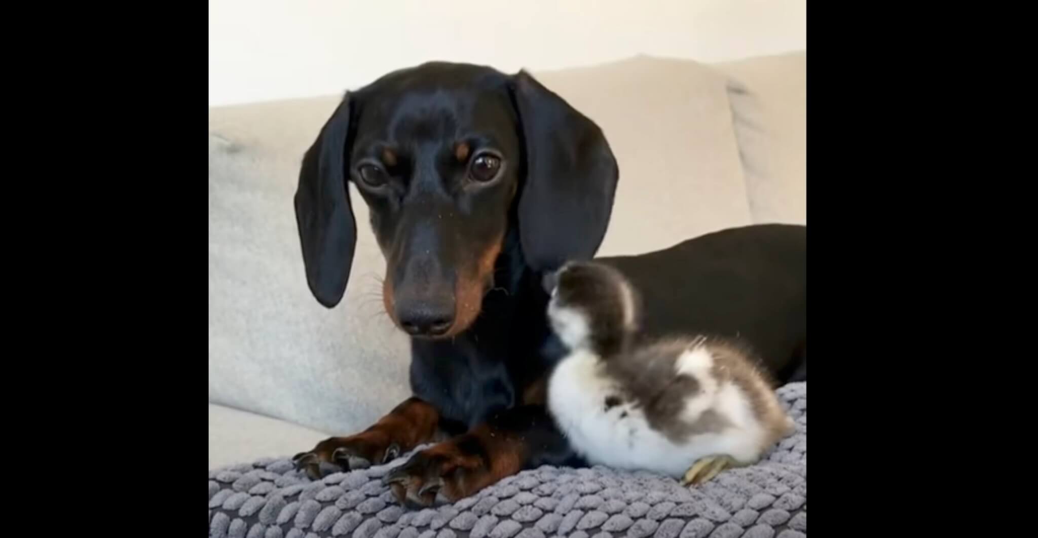 ダックスフンド,動画