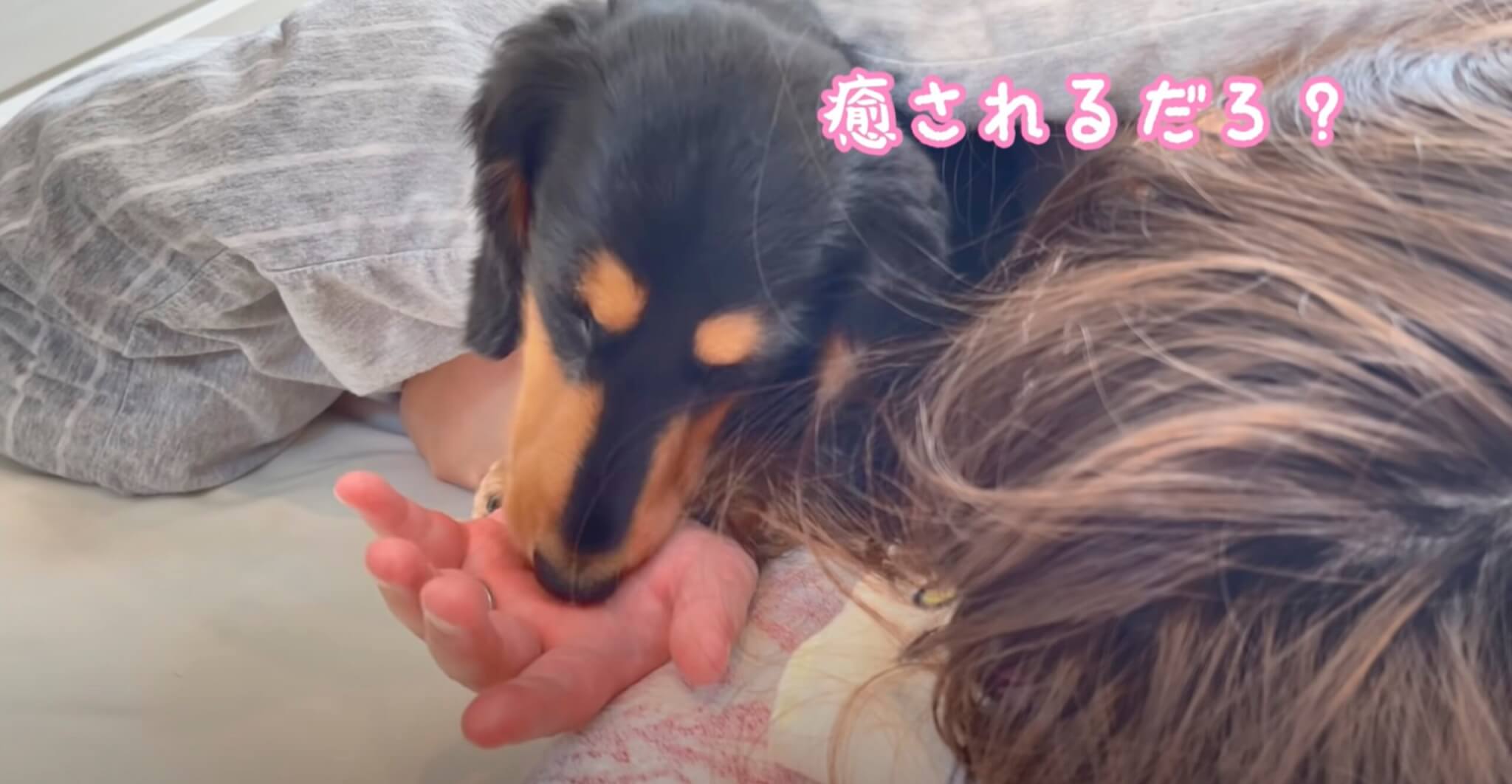 ダックスフンド,動画