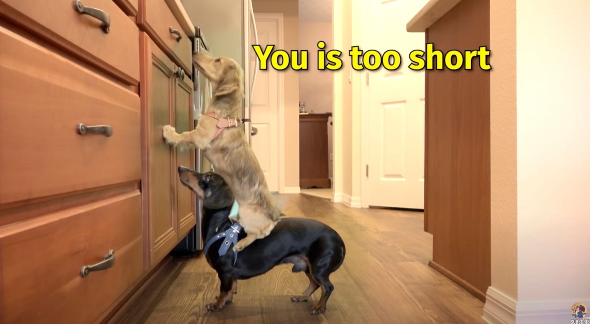 ダックスフンド,動画