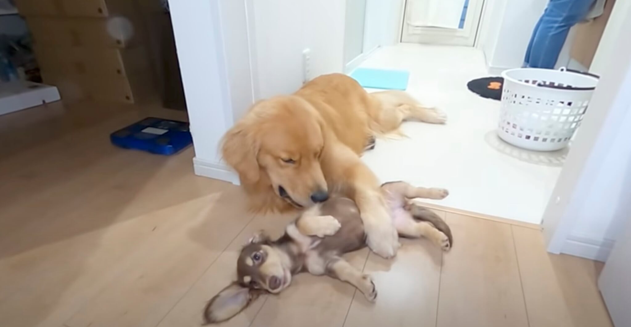 ダックスフンド,動画