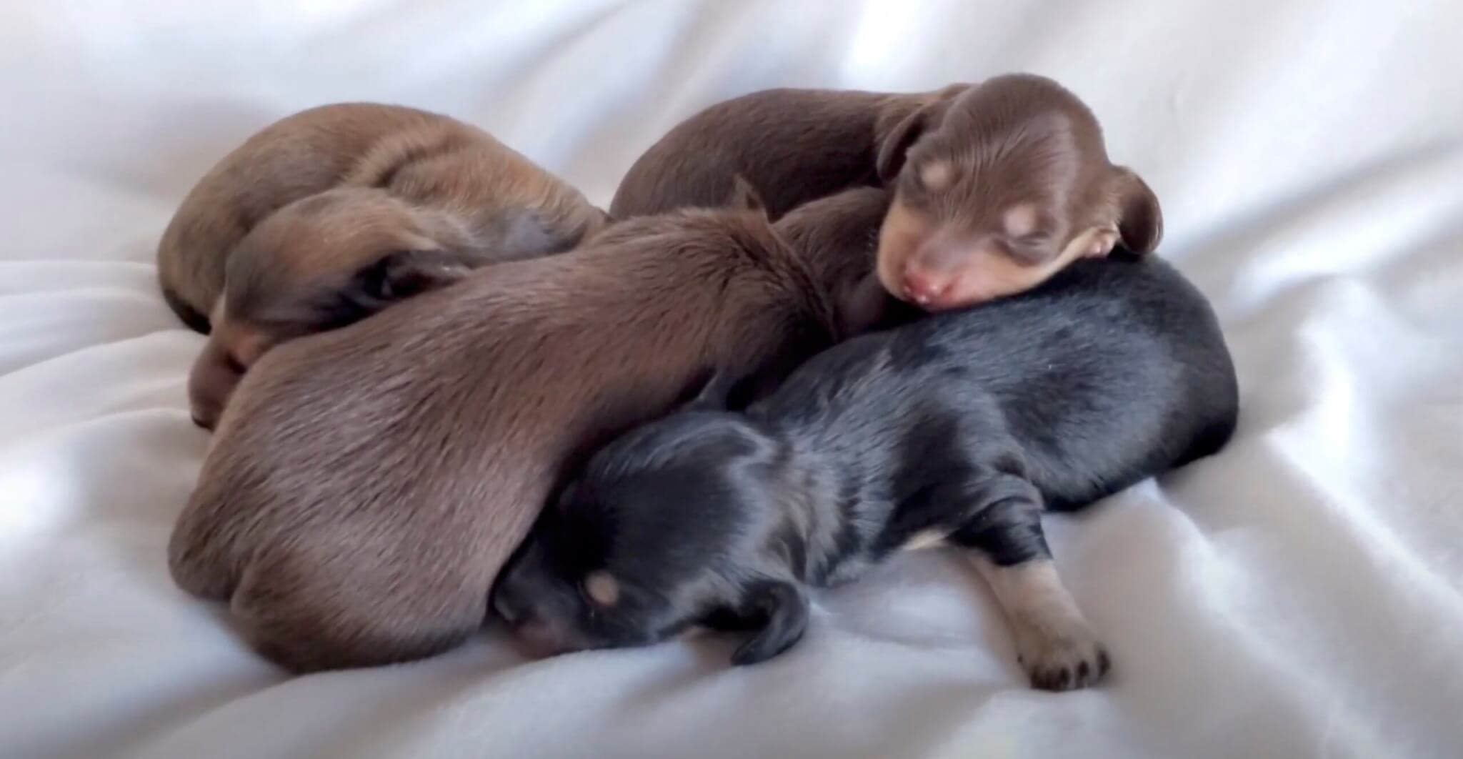 ダックスフンド,動画