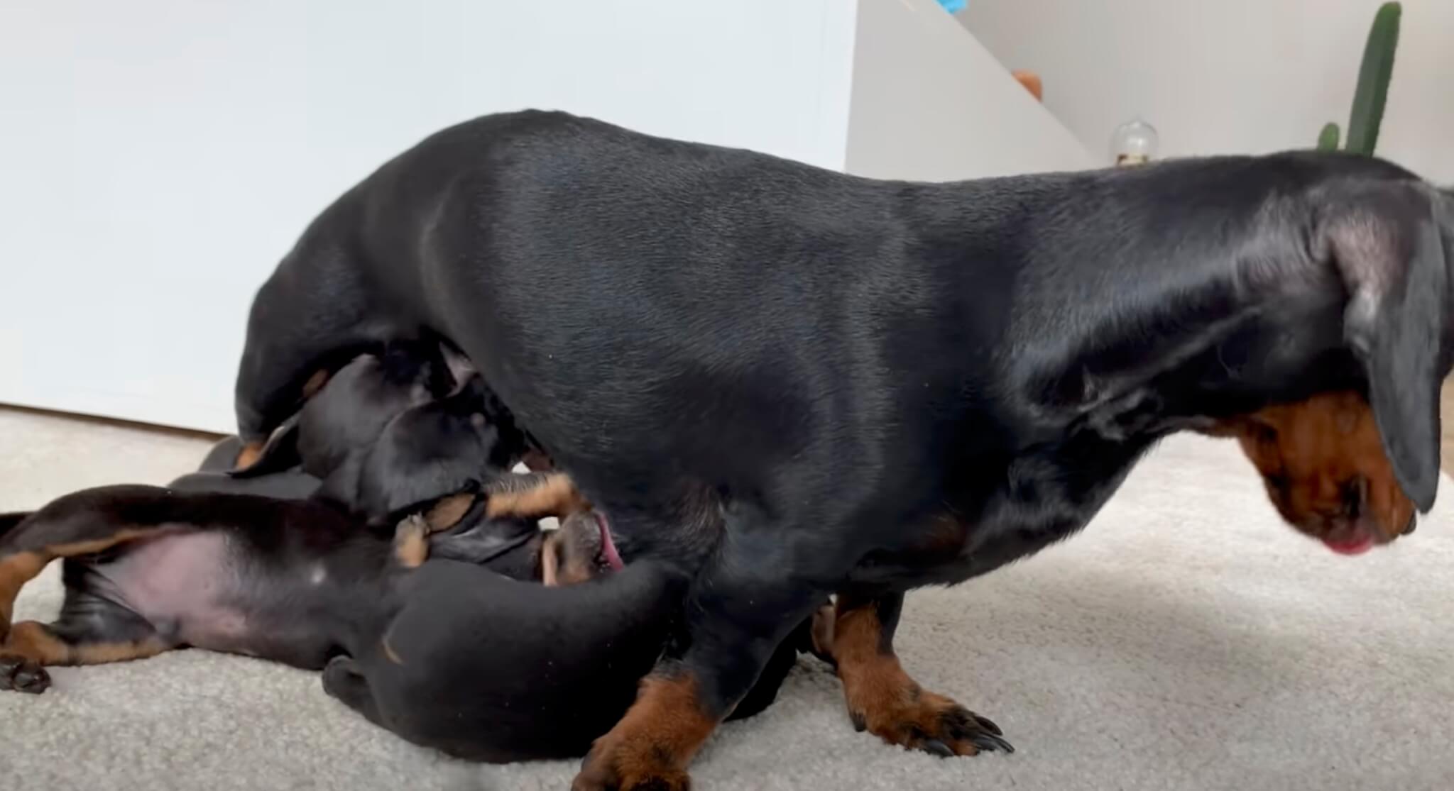 ダックスフンド,動画