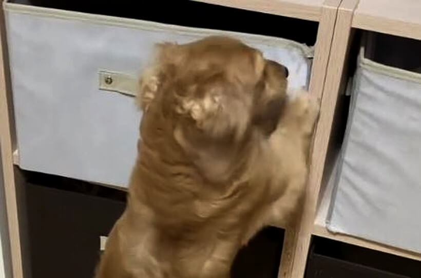 ダックスフンド,動画