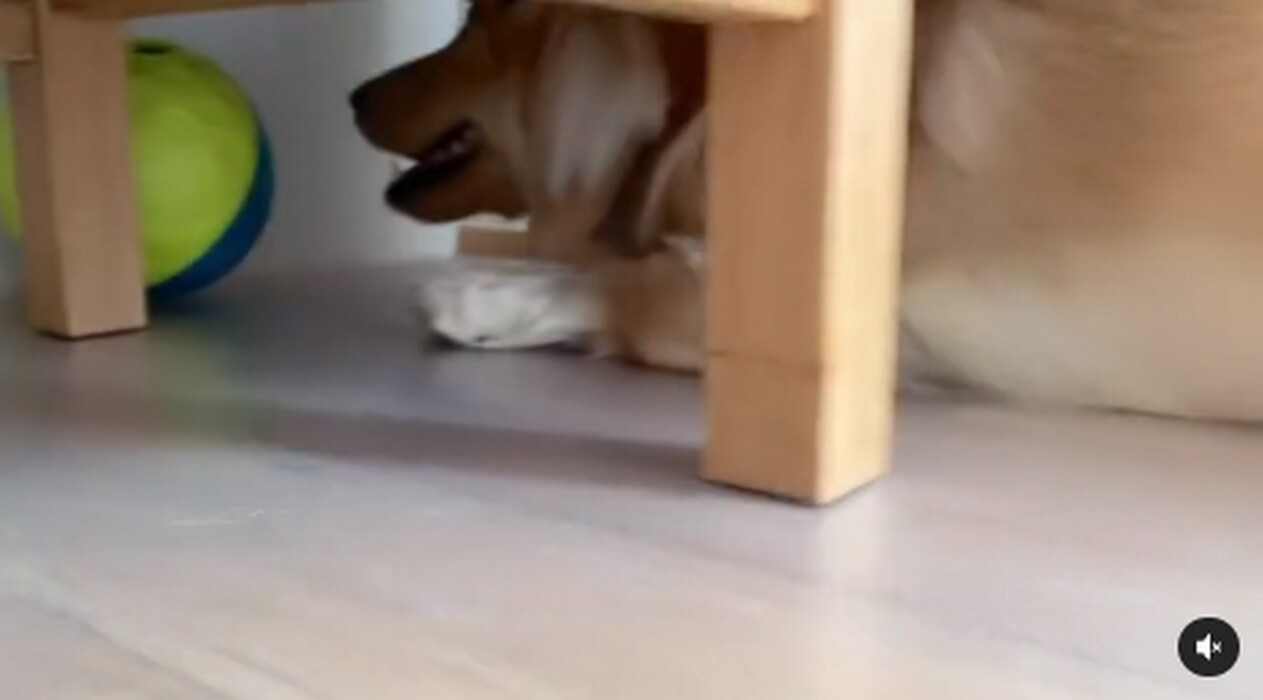 ダックスフンド,動画