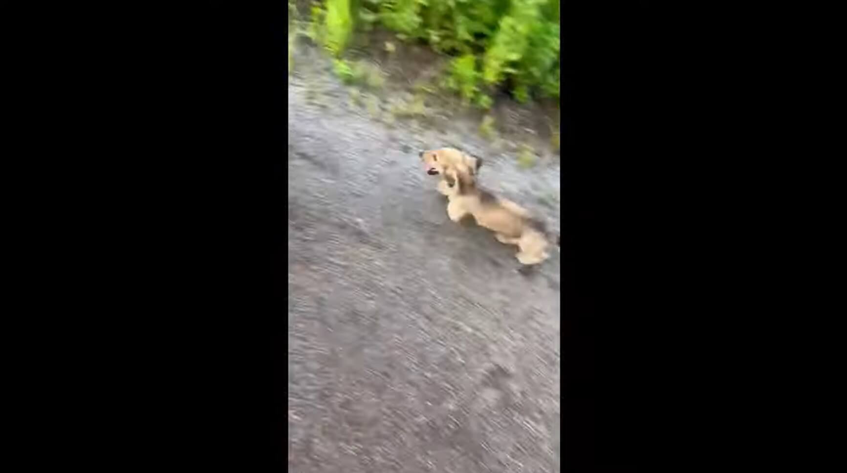 ダックスフンド,動画