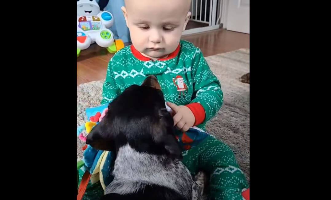 ダックスフンド,動画