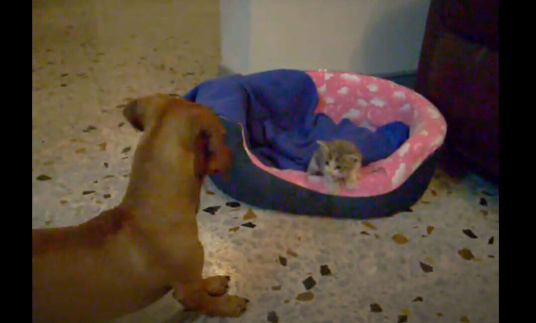 ダックスフンド,動画